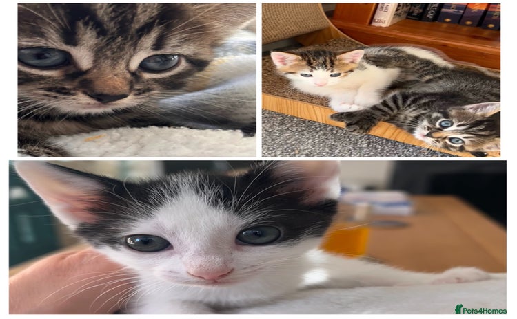 Domestic Shorthair cats Lovely kittens flea-treated;litter trained;wormed. - Advert 4