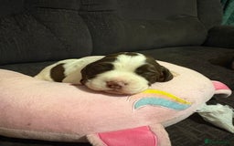 Cockerdor dogs for sale: Cockerdors  - Advert 12