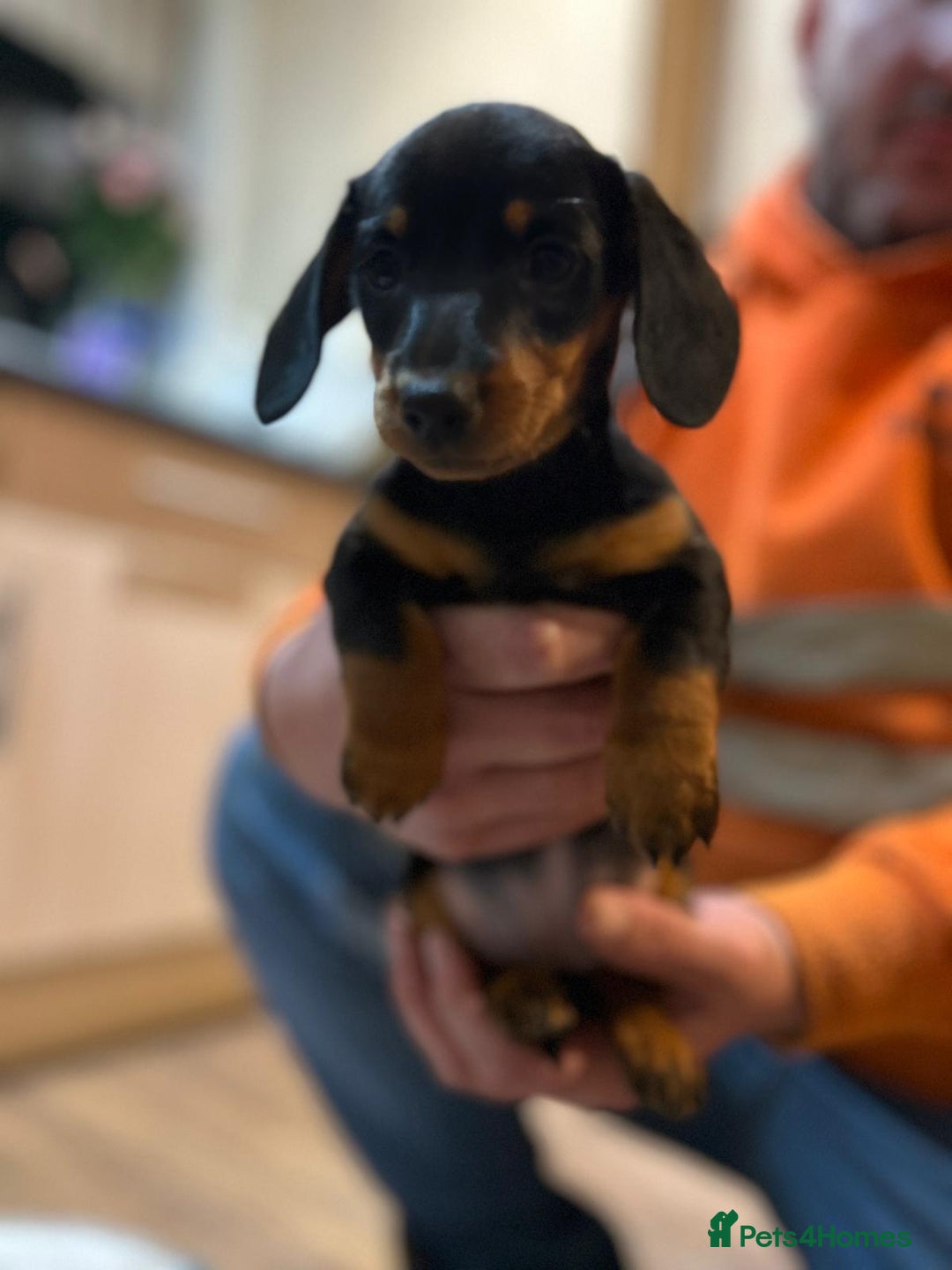 Miniature Dachshund dogs for sale: Stunning rainbow litter mini dachshunds - Advert 22