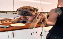 Shar Pei dogs for sale: Sharp pie puppies  - Image 4