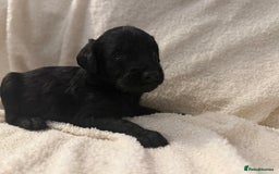 Labradoodle dogs for sale: Standard Labradoodle Puppies  - Advert 5