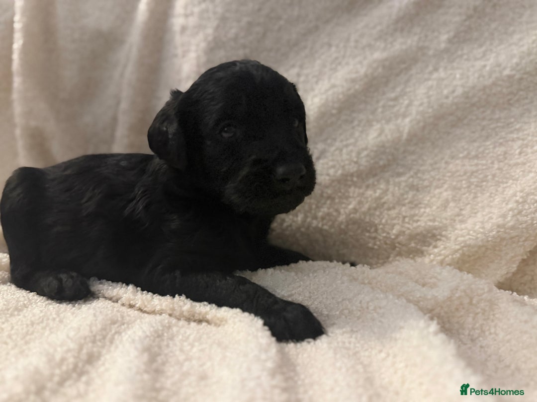 Labradoodle dogs for sale: Standard Labradoodle Puppies  - Advert 5