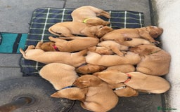 Labrador Retriever dogs for sale: Fox Red Boy  - Image 6