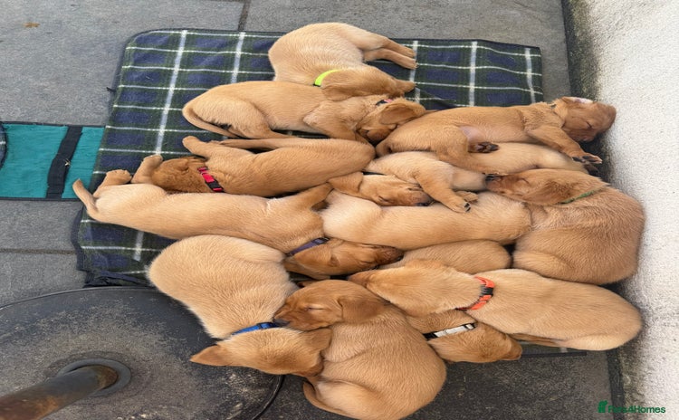 Labrador Retriever dogs - Advert 1