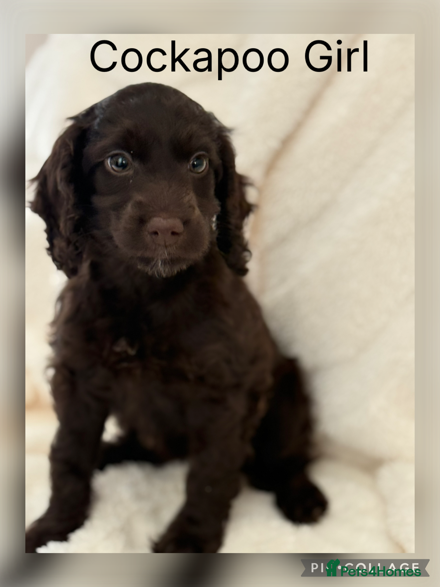 Cockapoo dogs F1 Show Cockapoo Girl Ready NOW - Advert 4