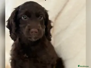 Cockapoo dogs F1 Show Cockapoo Girl Ready NOW - Advert 4