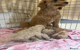 Miniature Poodle dogs for sale: Miniature Pedigree Poodles  - Advert 5