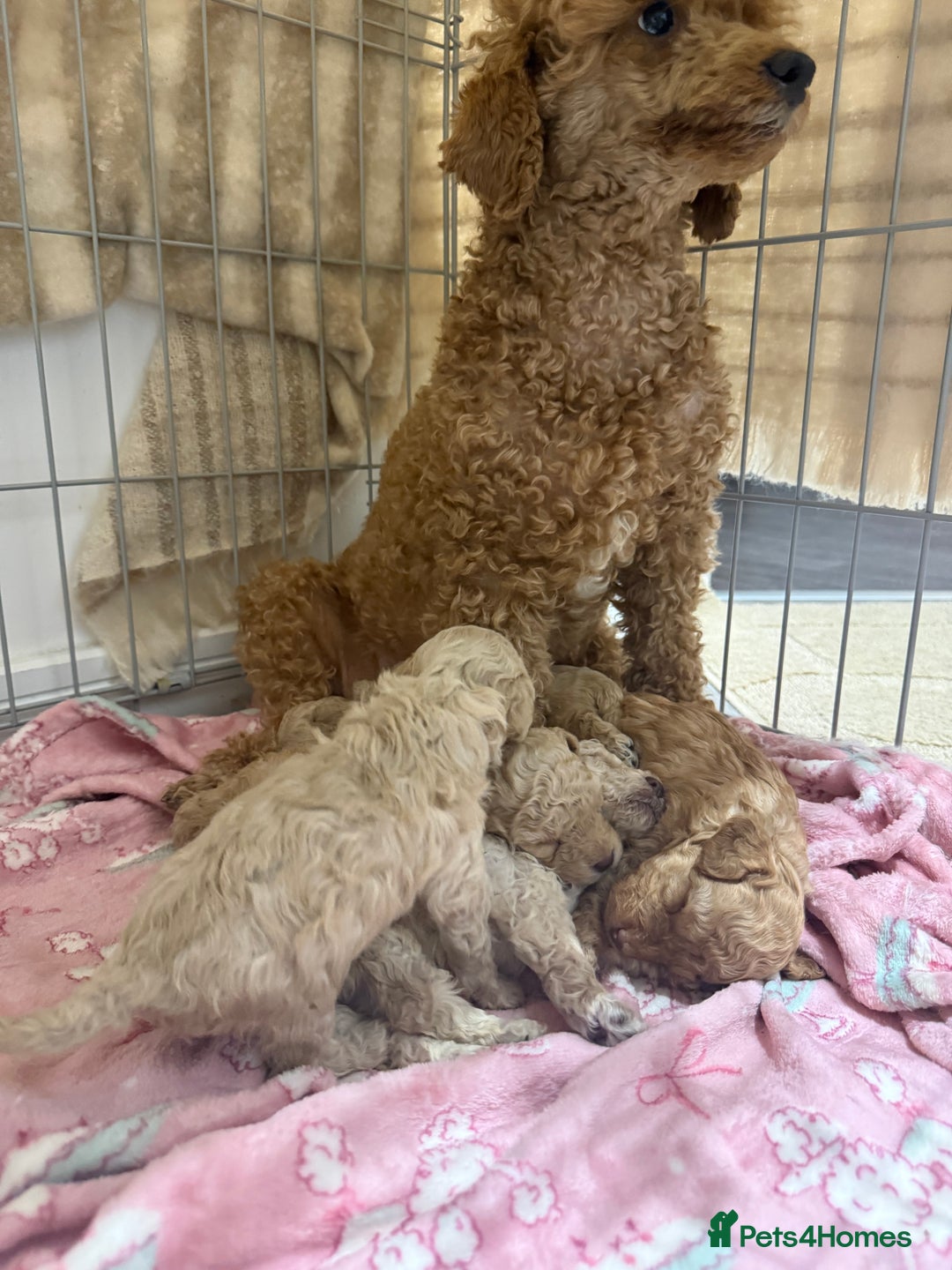 Miniature Poodle dogs for sale: Miniature Pedigree Poodles  - Advert 5