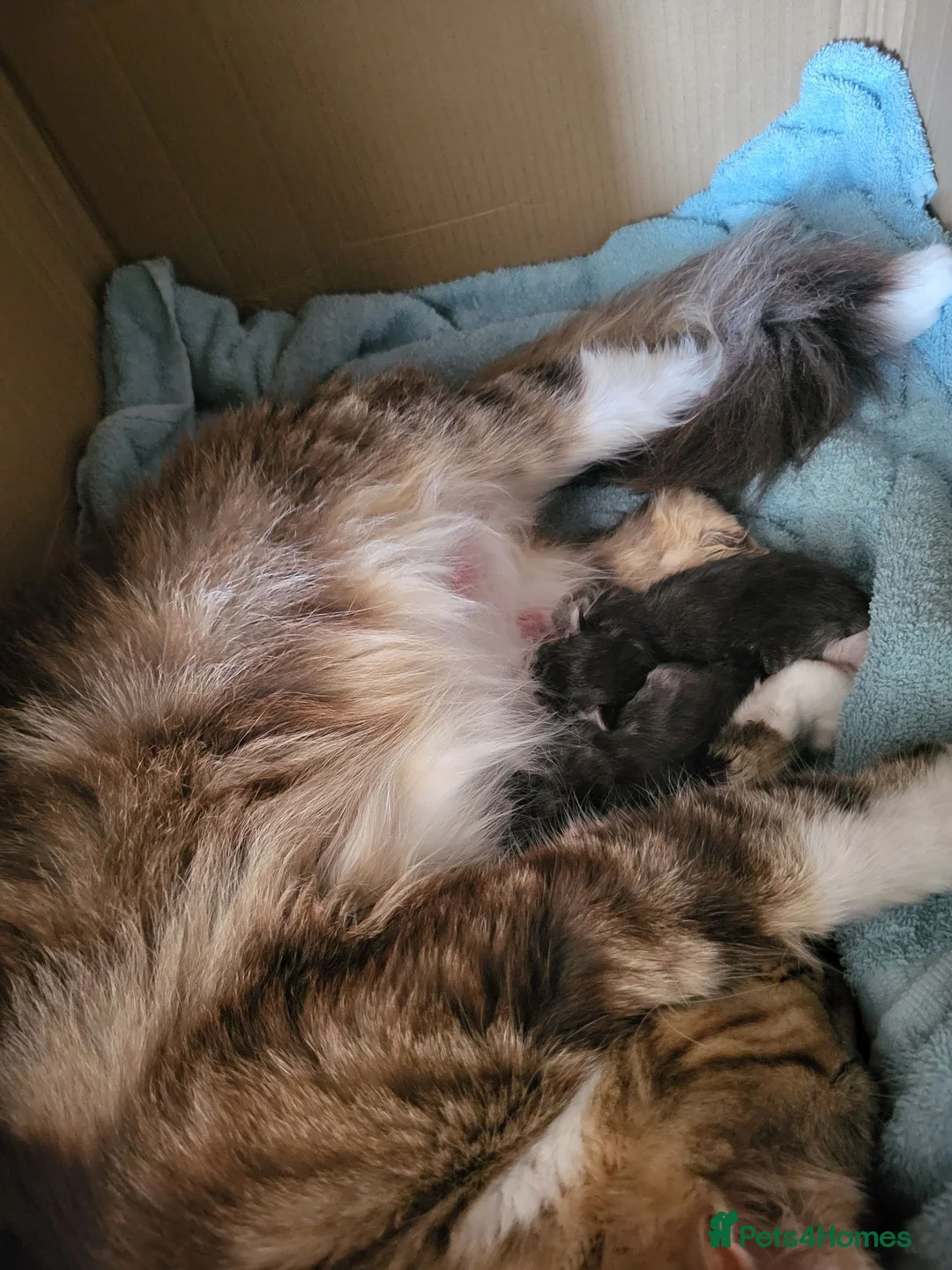 Maine Coon cats for sale: MaineCoon Kittens in Mablethorpe - Advert 6