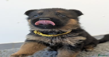 German Shepherd dogs KC Health Tested Pups From Champion Bloodlines  - Advert 7