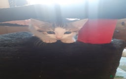 Domestic Shorthair cats for sale: Lovable kittens for homing - Image 2