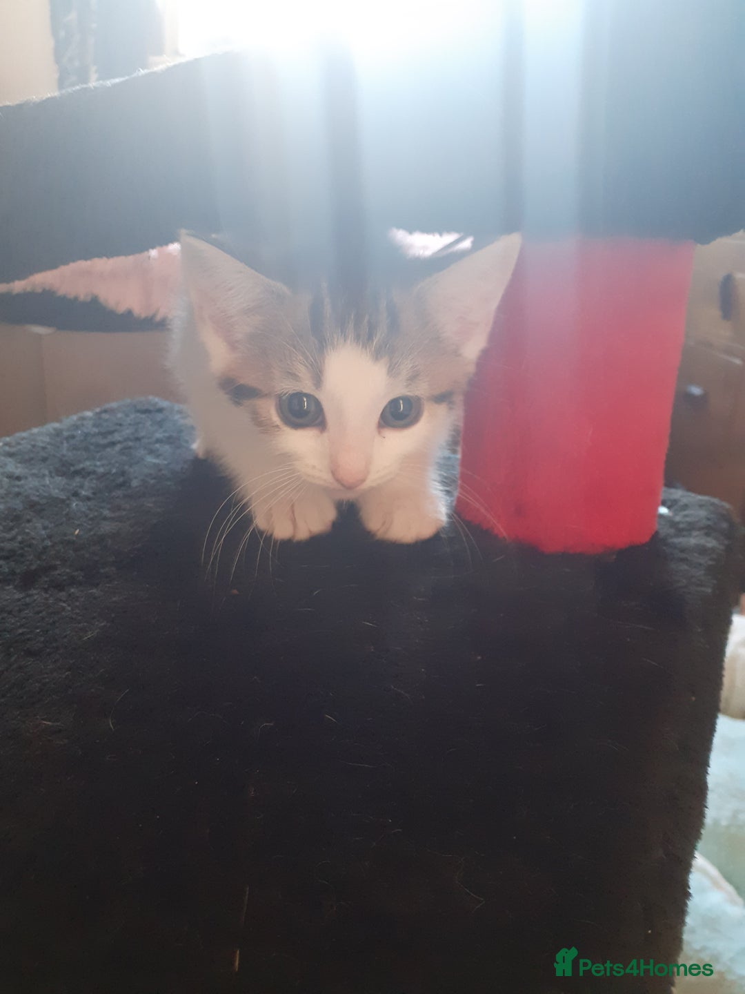 Domestic Shorthair cats for sale: Lovable kittens for homing - Image 2