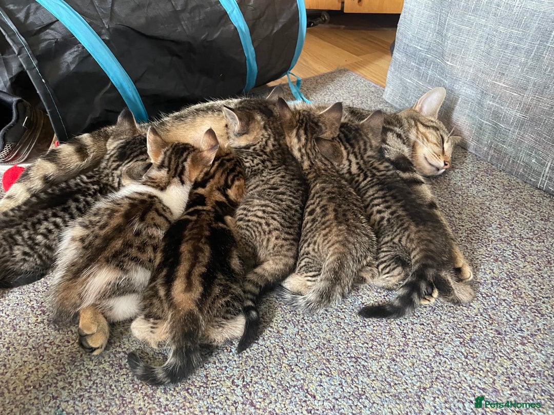 Bengal cats for sale: Bengal cross boy and girl - Image 9