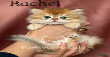 British Shorthair cats - Advert 2