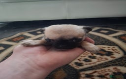 Pug dogs for sale: Pug puppies  in Dungannon - Image 9