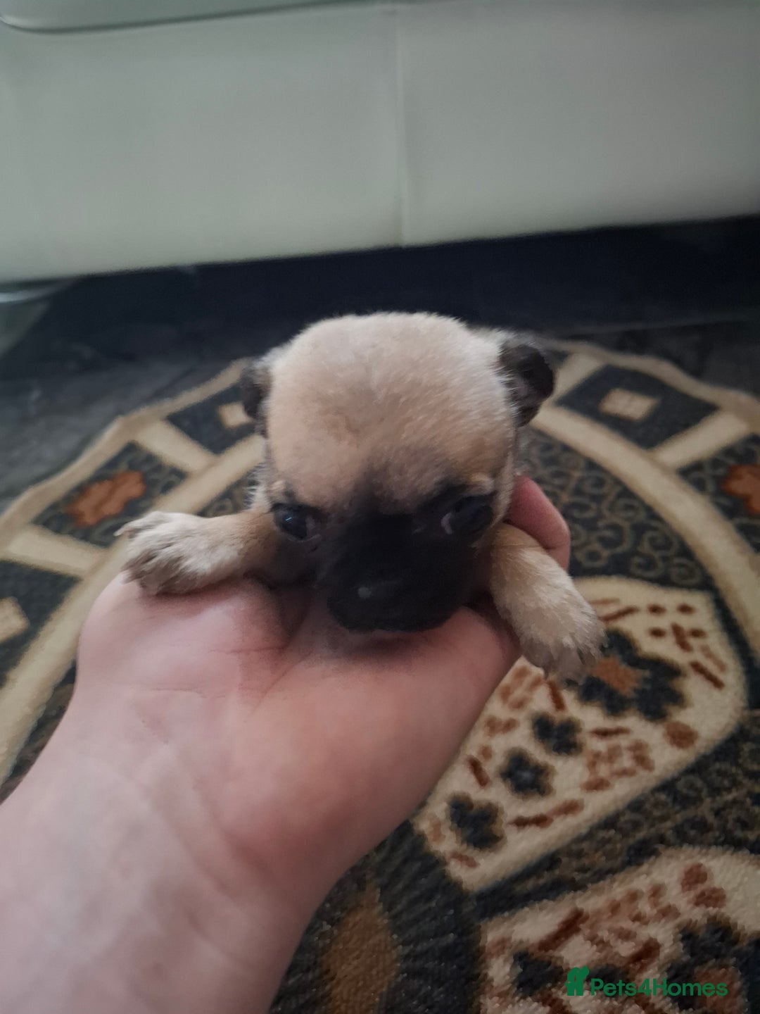 Pug dogs for sale: Pug puppies  in Dungannon - Image 9