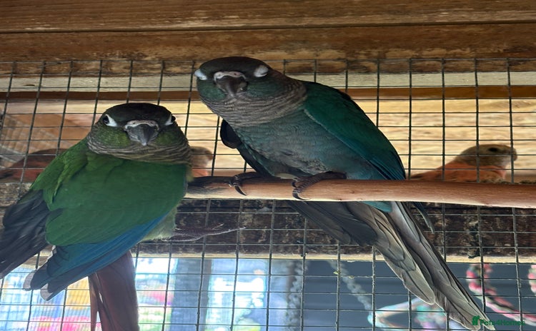 Conures birds - Advert 1