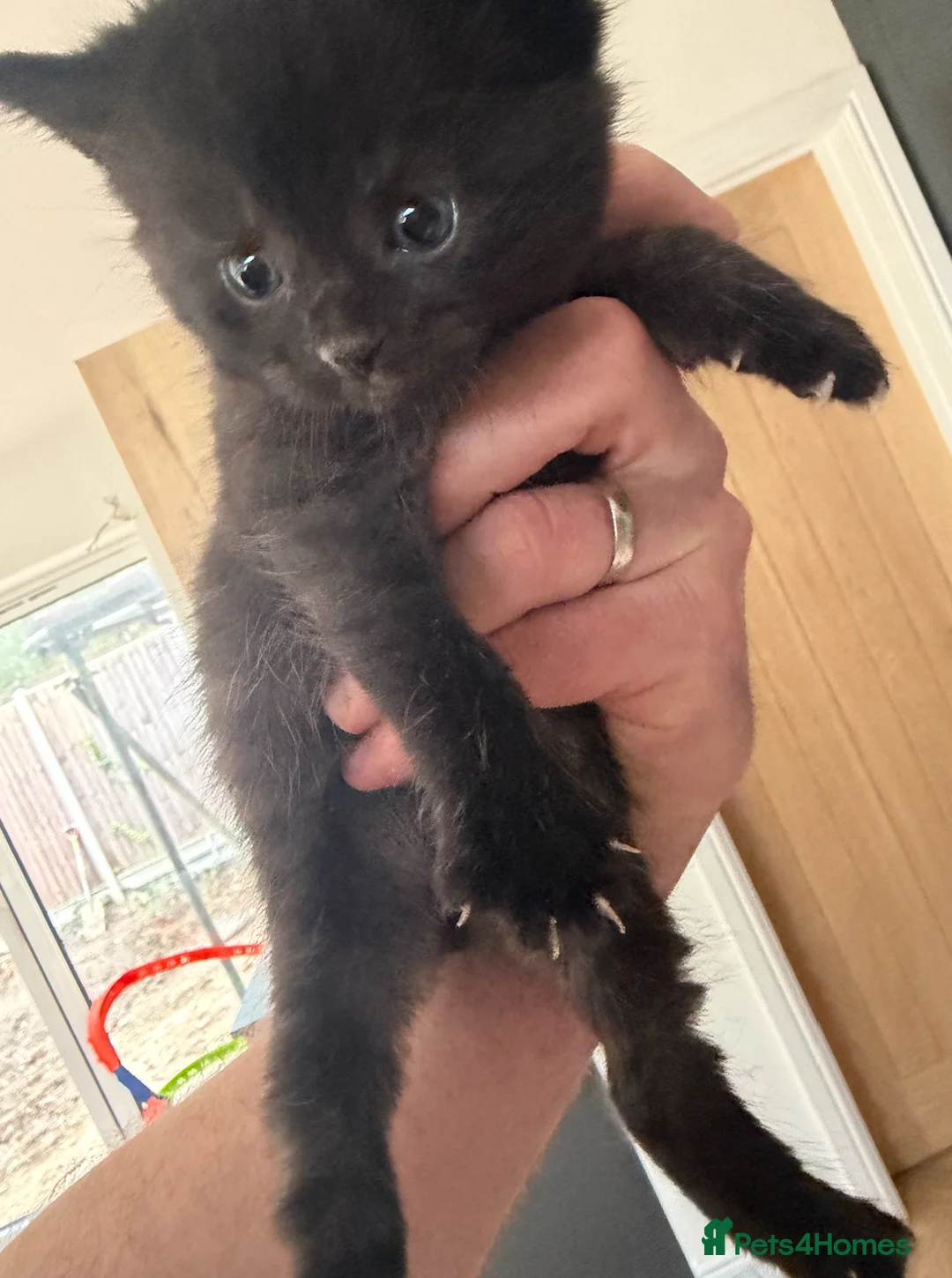 Mixed Breed cats for sale: 2 Male Kittens for sale.  in Milton Keynes - Advert 6