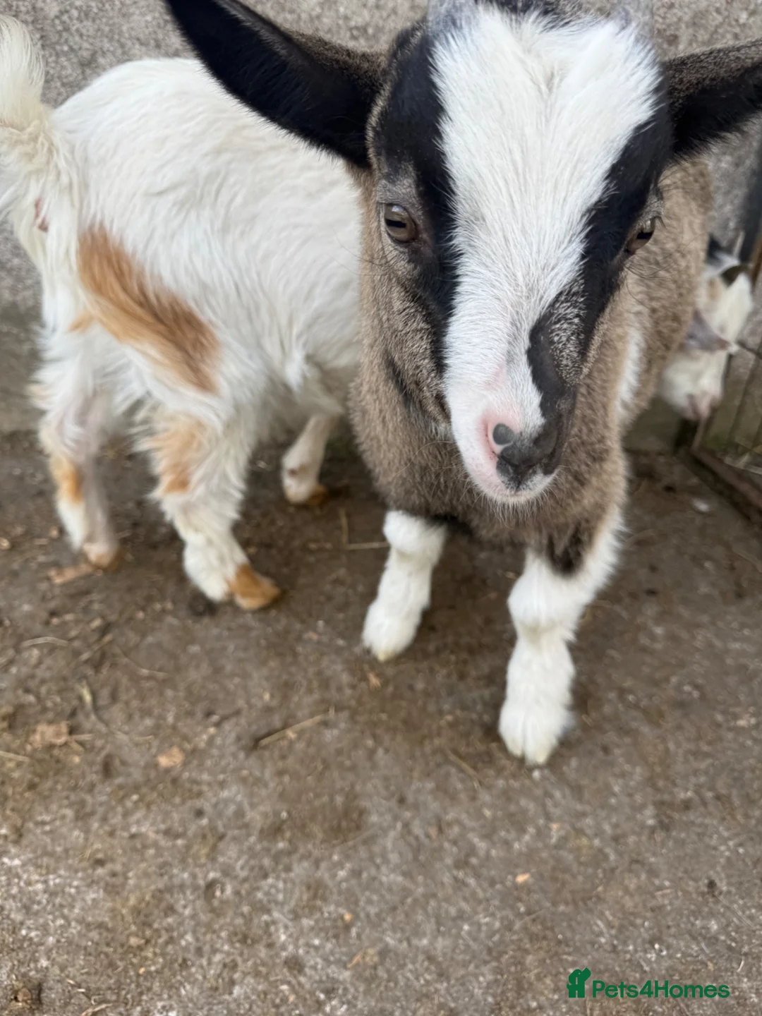 Goats livestock for sale: Pygmy billy and Pygmy mum for sale  - Advert 3