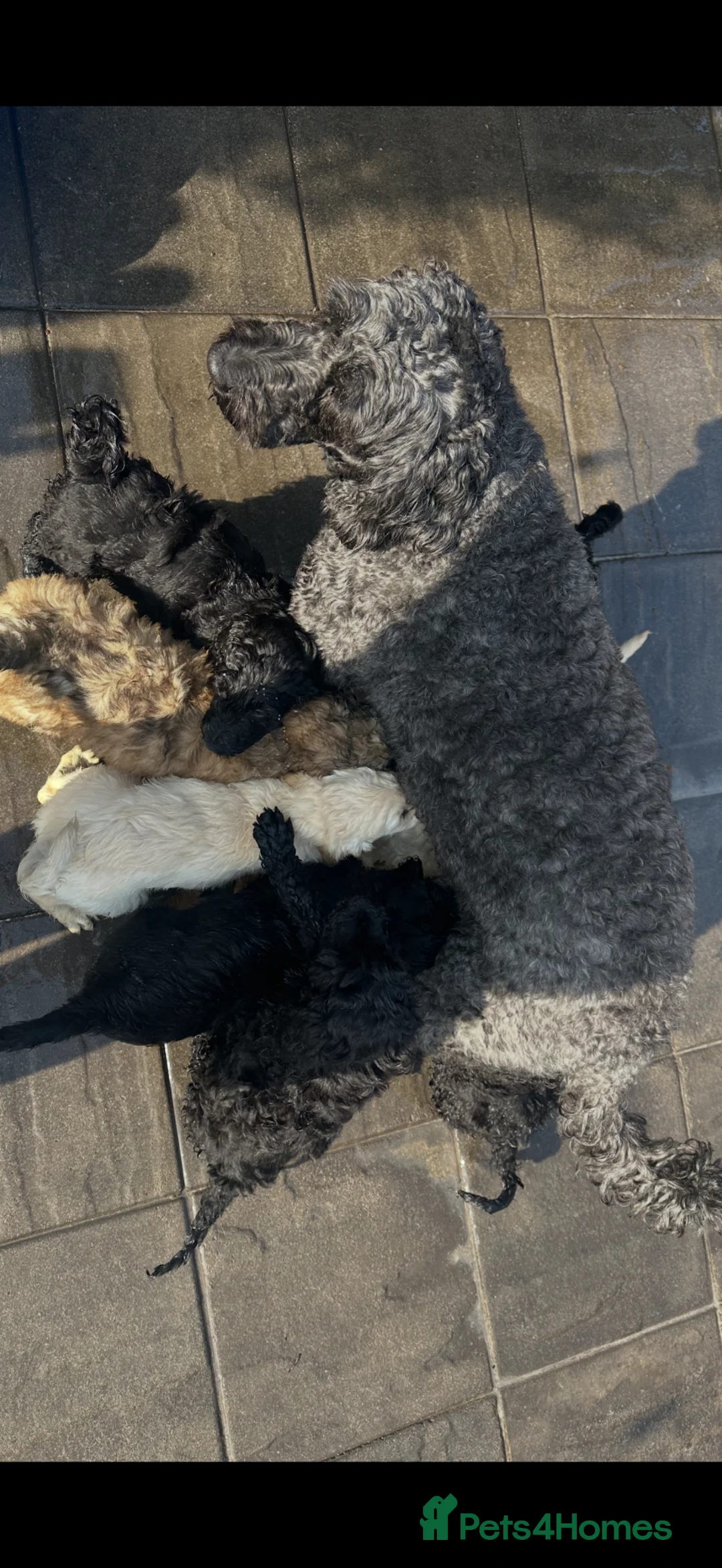 Goldendoodle dogs for sale: Goldendoodle pups health tested parents  - Advert 19