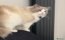 Ragdoll cats for sale: Ragdoll kittens ready for Xmas - Image 4