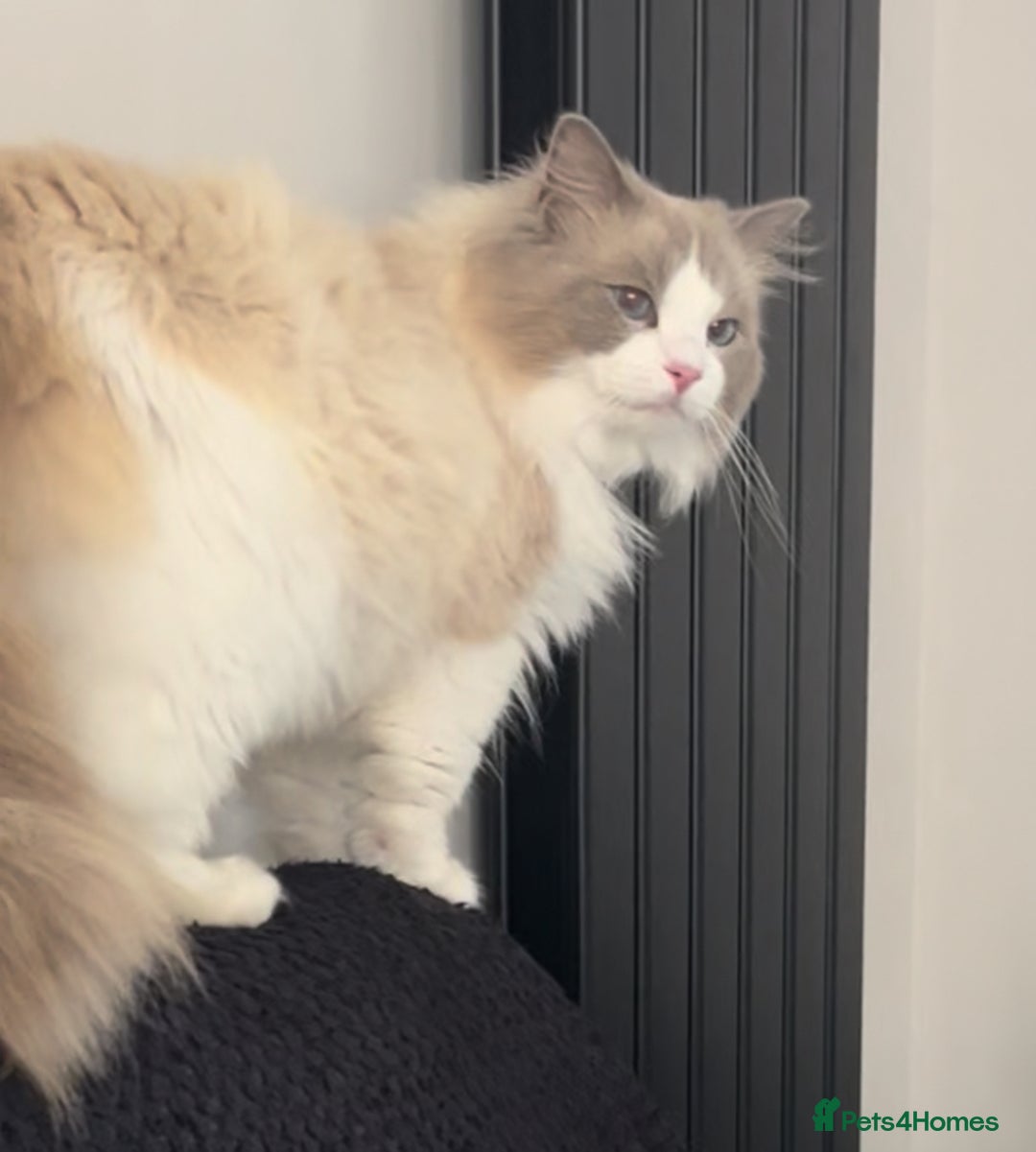 Ragdoll cats for sale: Ragdoll kittens ready for Xmas - Image 4