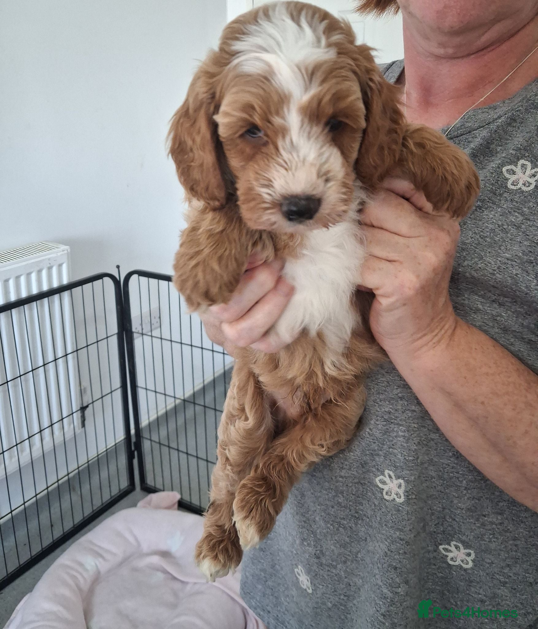 Labradoodle dogs F1B Miniature Labradoodle pups - Advert 6
