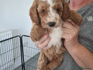 Labradoodle dogs F1B Miniature Labradoodle pups - Advert 6