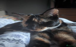 Mixed Breed cats for sale: 1yr old Female Cat  - Image 2