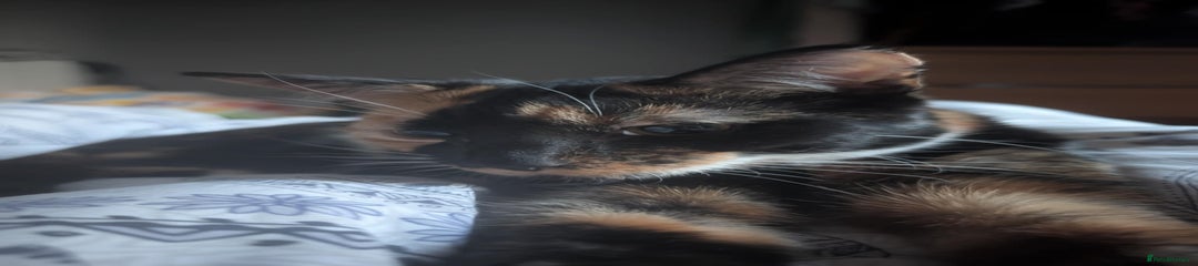 Mixed Breed Kitten 1