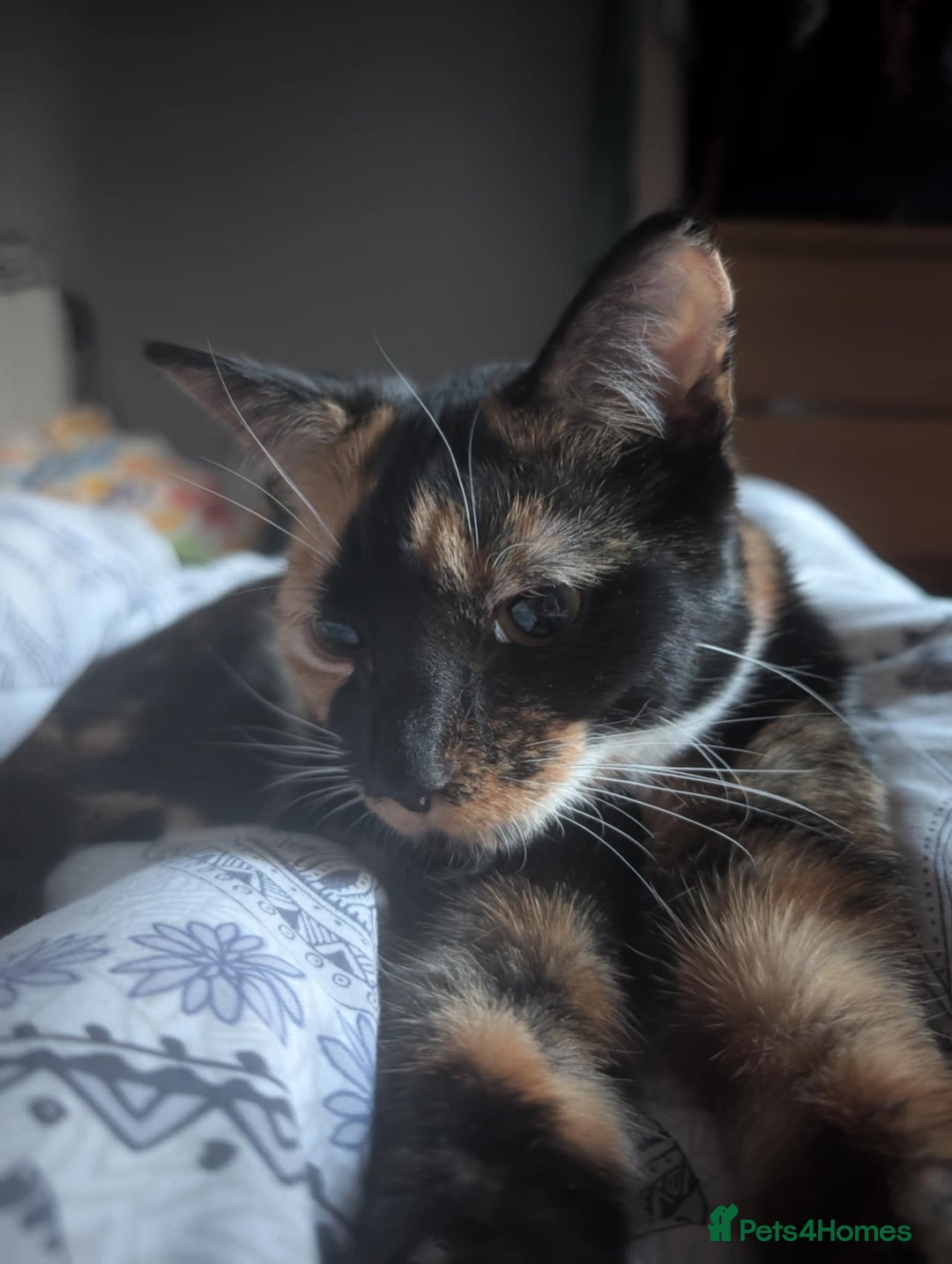 Mixed Breed cats for sale: 1yr old Female Cat  - Image 2