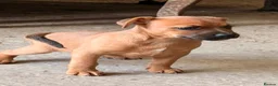 Jack Russell dogs for sale: Eye catching Jack Russell pups, with rare colours - Advert 16