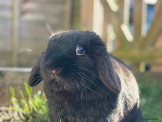 Mini Lop rabbits - Advert 35