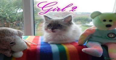 Ragdoll cats - Advert 2