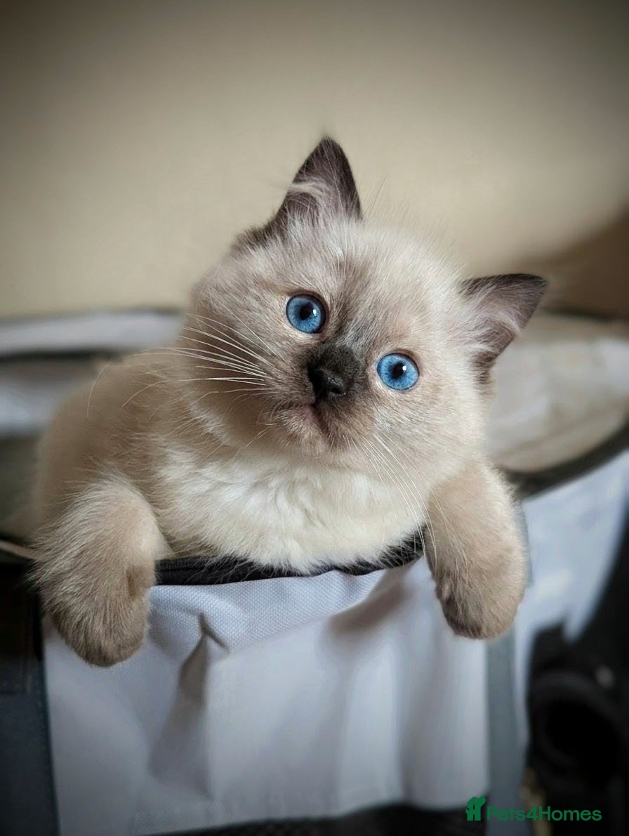 Ragdoll cats Chunky ragdoll boys 🩵 - Advert 9