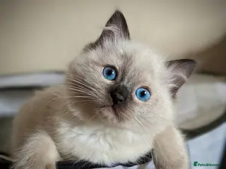 Ragdoll cats Chunky ragdoll boys 🩵 - Advert 9