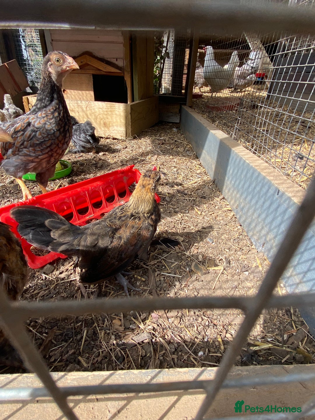 Chickens poultry for sale: Gold Dutch bantam rooster in Welwyn - Image 3