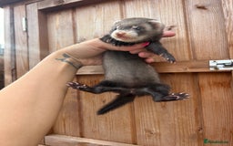 Ferret rodents for sale: 1Hob&jill semi angorasdadspedigree on feritage - Image 6