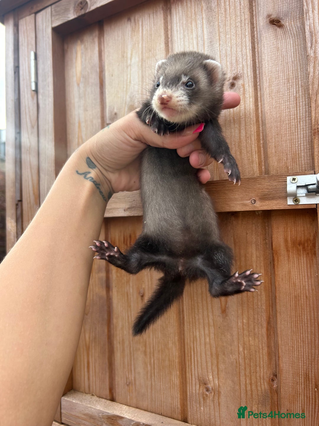 Ferret rodents for sale: 1Hob&jill semi angorasdadspedigree on feritage - Image 6