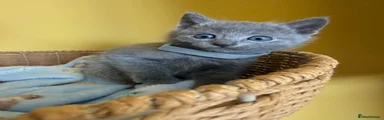 GREY GIRL