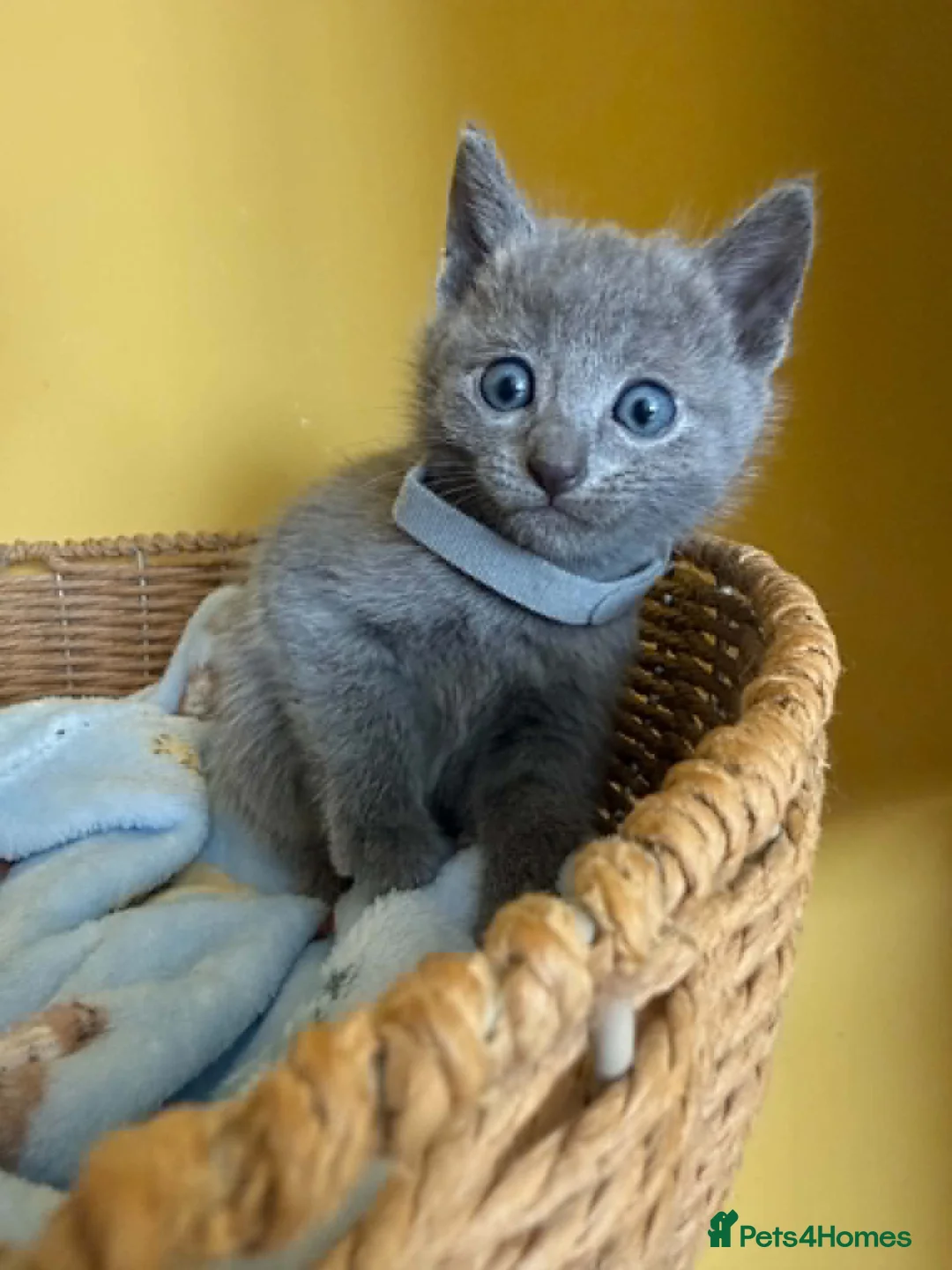 Russian Blue cats for sale: TICA REGISTERED Pure Breed Russian Blue Kittens - Advert 16