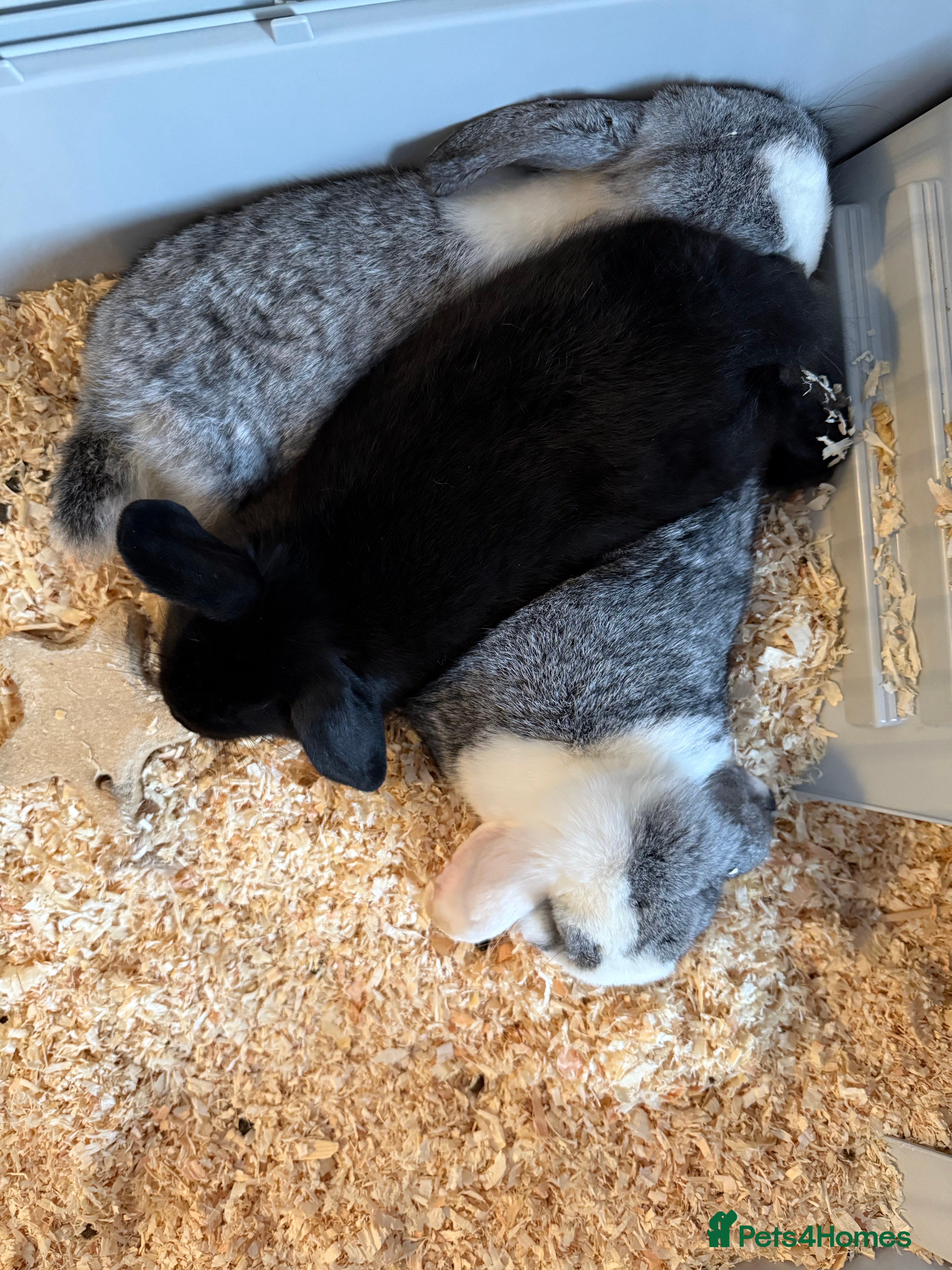 French Lop rabbits Lop bunnie  - Advert 1