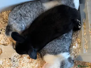 French Lop rabbits Lop bunnie - Advert 3