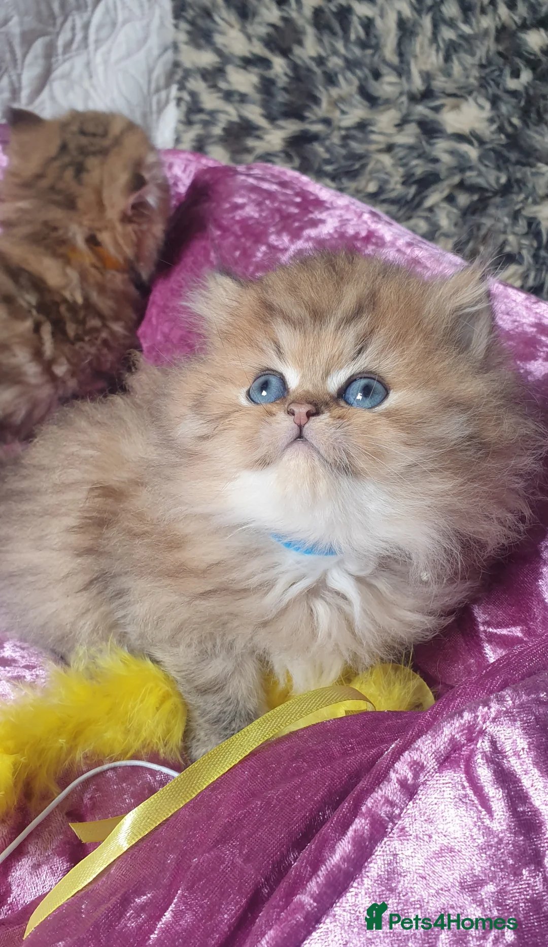 Persian cats for stud: ❤️PKD Clear Pedigree Chinchilla Persian Stud❤️ in Preston - Advert 22