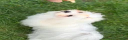 Maltese dogs for sale: Two little fluffy clouds,  ☁️🐾❤️ - Advert 4