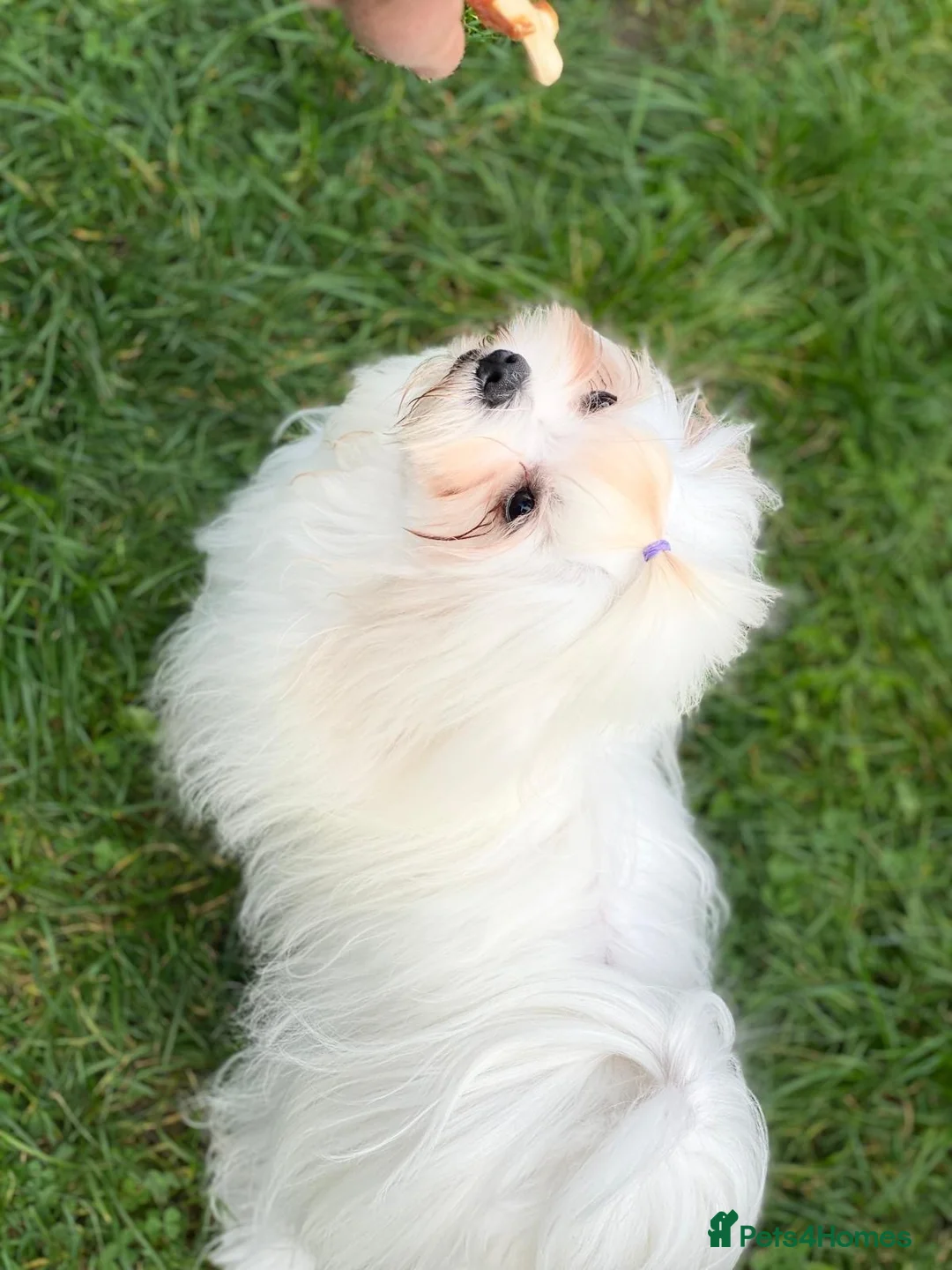 Maltese dogs for sale: Two little fluffy clouds,  ☁️🐾❤️ - Advert 4