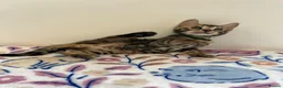 Bengal cats for sale: READY TO GO! Pure Pedigree Bengal Kittens TICA Reg - Advert 20