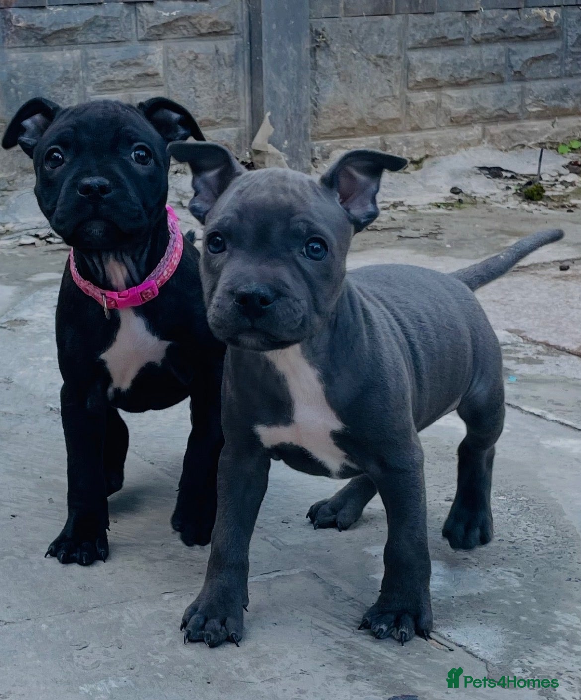 Staffordshire Bull Terrier dogs Staffordshire bull terrier puppies - Advert 9