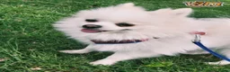 Pomeranian dogs for stud:  White Pomeranian dog “Proven, experienced STUD” in Ilford - Advert 21