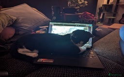 Domestic Shorthair cats for sale: Looking for a Loving Home for Our Sweet Cat 🐾 - Image 9